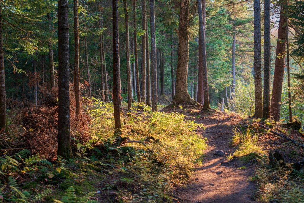 Black Mountain/Avery Creek – Pisgah Trial rehab